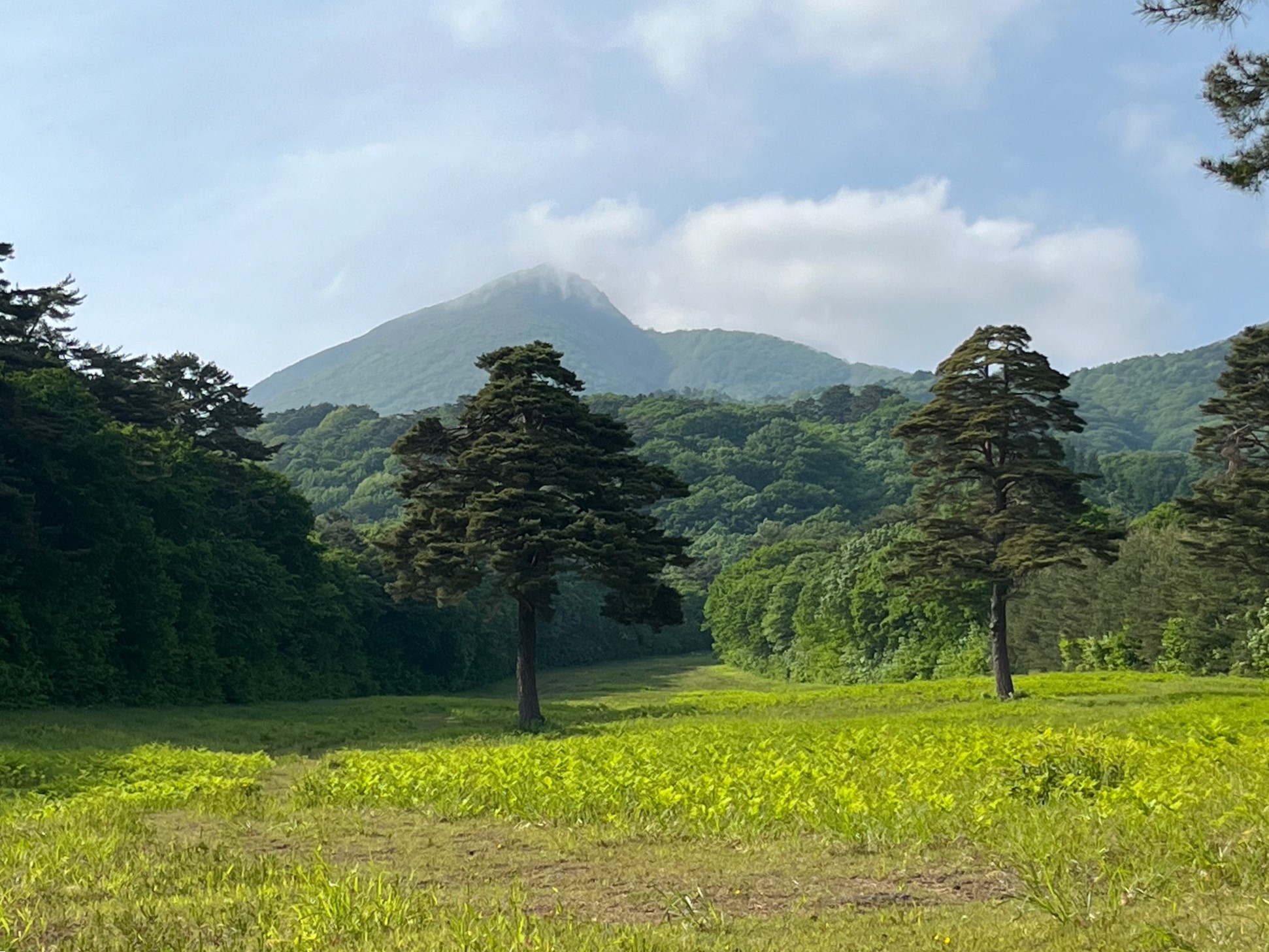 山菜狩りツアーイメージ1