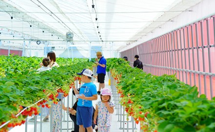 Newly opened near Inawashiro IC! Michi-no-Eki-mae Inawashiro Strawberry Farm