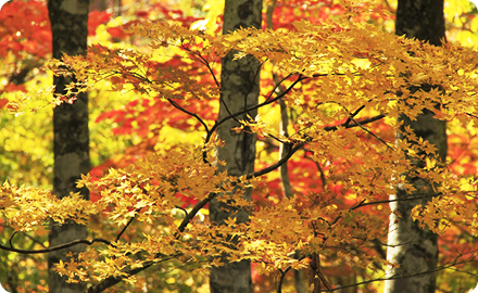 The Gold Line, a scenic drive course where you can enjoy views of the vast Inawashiro Lake and panoramic landscapes in places like Yamakodai