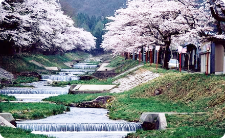 Cherry blossoms along the beautiful Kannonji River